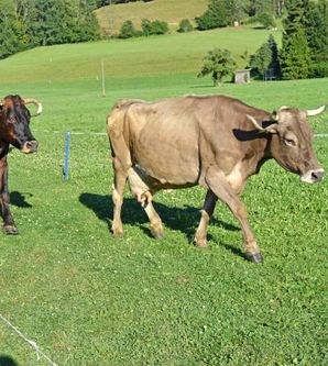 Zwei Kühe laufen über eine grüne Wiese. Im Hintergrund sind sanfte Hügel und ein Bauernhaus sichtbar.