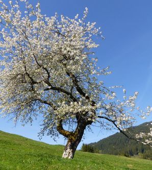 Ein blühender Kirschbaum steht auf einer grünen Wiese. Der klare blaue Himmel im Hintergrund ergänzt die schöne Landschaft.