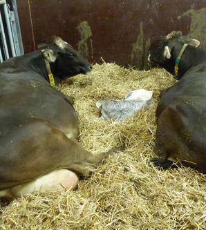 Zwei Kühe liegen in einer Strohgelegenheit und schauen auf ein neugeborenes Kalb. Das Kalb ist grau-weiß und ruhen zwischen den Kühen.