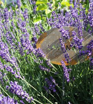 Nahaufnahme von blühendem Lavendel mit einem rostfarbenen Schild, auf dem "Lavendel" steht.