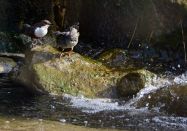 Naturpark Nagelfluhkette e.V.