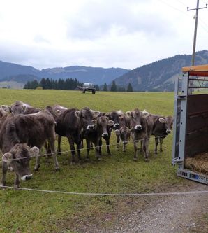 Eine Gruppe von Kühen steht auf einer Wiese und schaut in Richtung eines Lastwagens. Im Hintergrund sind sanfte Hügel und ein bewölkter Himmel zu sehen.