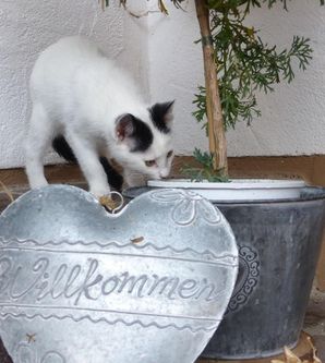 Eine kleine schwarz-weiße Katze schnüffelt neugierig an einem Topf. Neben ihr liegt ein herzförmiges Schild mit der Aufschrift "Willkommen".