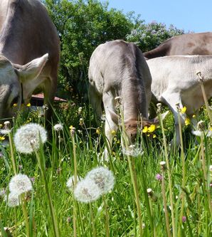 Eine sanfte Wiese mit blühenden Löwenzahn und vielen Kühen. Die Tiere fressen grünendes Gras unter blauem Himmel.