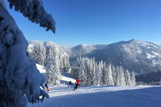 Drei Skifahrer auf breiter, verschneiter Piste, umgeben von dichten, weißen Tannenbäumen.