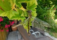 _changed => 13.03.2026 um 16:08 Uhr