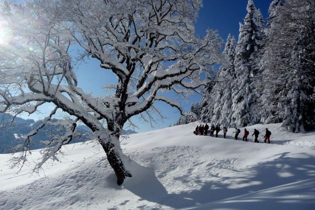 Gruppe von Skitourengehern in verschneiter Winterlandschaft. Großer, schneebedeckter Baum links. Verschneite Tannenbäume und blauer Himmel.
