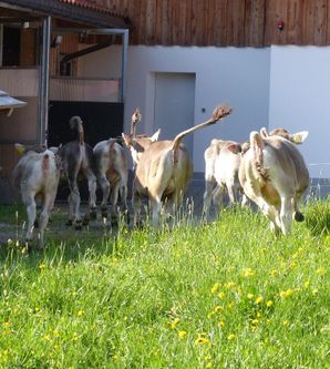 Eine Gruppe Kühe läuft über eine grüne Wiese in Richtung eines Stalls. Im Hintergrund sind Holzstrukturen und eine klare Tür zu sehen.