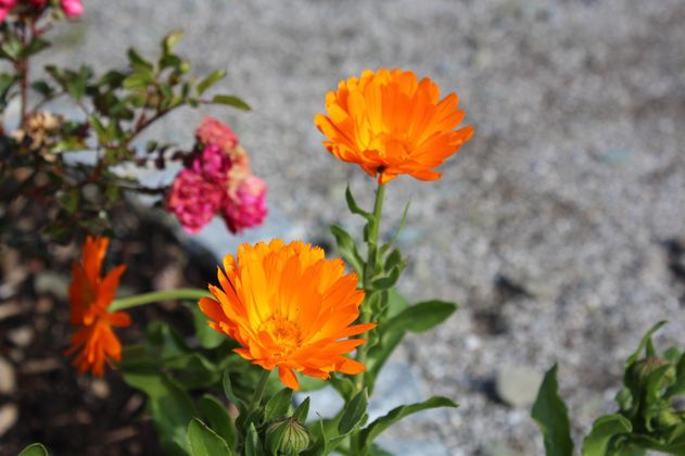 Nahaufnahme von zwei leuchtend orangefarbenen Ringelblumenblüten mit grünen Blättern.