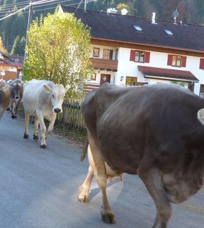 Eine Gruppe von Kühen läuft eine kleine Straße entlang. Im Hintergrund sind einige Häuser und Bäume sichtbar.