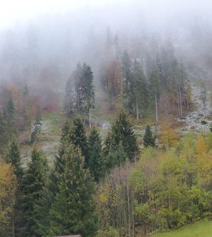Ein nebliger Wald mit verschiedenen Bäumen in unterschiedlichen Herbstfarben. Die Landschaft ist ruhig und geheimnisvoll.