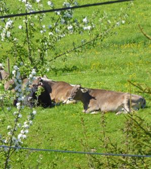 Eine ruhige Wiese mit einigen Kühen, die im Gras liegen. Im Vordergrund blühen frühlingshafte Bäume.