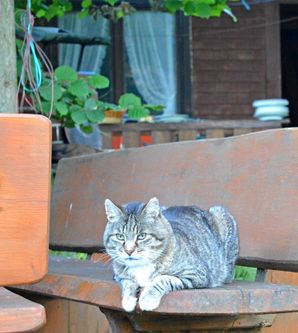 Eine graue Katze liegt entspannt auf einer Holzbank. Im Hintergrund ist ein Haus und Pflanzen zu sehen.