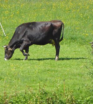 Eine schwarz-weiße Kuh grast auf einer grünen Wiese voller Blumen. Im Hintergrund ist eine weitere Kuh zu sehen.