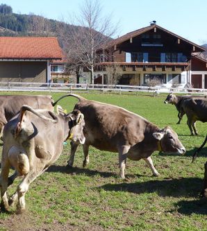 Eine Gruppe von Kühen auf einer grünen Wiese neben einem Bauernhaus. Im Hintergrund sind Berge und ein blauer Himmel zu sehen.