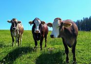 _changed => 04.02.2025 um 09:11 Uhr