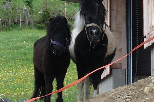 Zwei Ponys stehen vor einem Holzhaus. Das eine Pony hat ein schwarzes Fell mit einer weißen Partie.