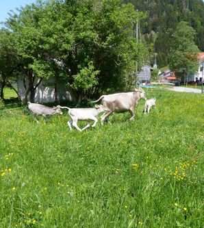 Eine Gruppe von Kühen und Kälbern läuft durch eine grüne Wiese voller Blumen. Im Hintergrund sind einige Häuser und Bäume zu sehen.