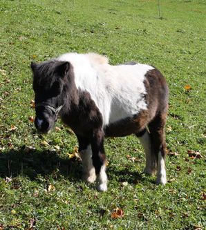 Ein kleines Pony mit schwarz-weißer Fellzeichnung steht auf einer grünen Wiese. Im Hintergrund sind einige herbstliche Blätter sichtbar.