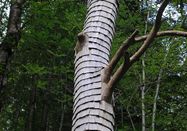 Naturpark Nagelfluhkette e.V.