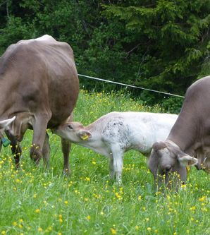 Auf der Wiese stehen mehrere Kühe. Ein Kalb trinkt von einer Kuh, während die anderen Kühe grasen.