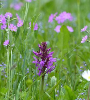 Ein schöner Blumenwiese mit bunten Blüten, darunter eine violette Orchidee. Die Farben leuchten im frischen, grünen Gras.