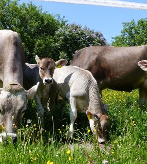 Eine Gruppe von Kühen und Kälbern steht auf einer blühenden Wiese. Die Sonne scheint und es gibt viel Grün und Blumen um sie herum.