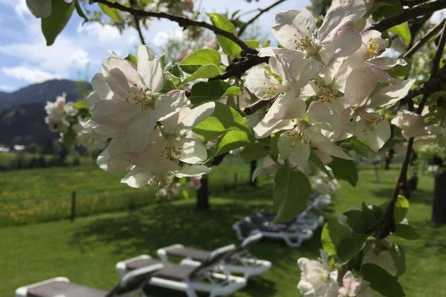 Blühende Äpfelbaumzweige mit weißen Blüten vor einer grünen Wiese. Im Hintergrund sind Liegen und Berge sichtbar.